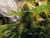 White Widow Cola Day 44 Flower.jpg