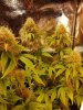 The Church  Day 44 Flowering.jpg