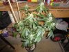 DSC01383.JPG
