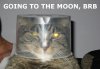 moonkitty.jpg