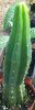 trichocereus pachanoi 8-13-07a.jpg