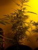 plant-bflower.JPG