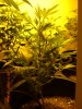plant-cflower.JPG