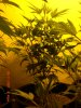 plant-dflower.JPG