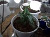 100_0127.jpg