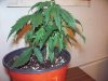 100_0283.jpg