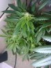 barb #1 (top view, 42 days).jpg