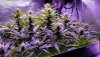 March18_Ginger_Colas.JPG