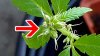 male-cannabis-plant-with-pistils-is-hermie-sm.jpg