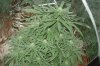 DSC04134.jpg
