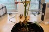 5. lowest dried leaves.JPG