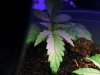 weed 501.JPG