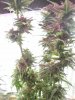 IMG_20190423_181010.jpg