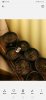 Screenshot_20190425_192933_com.android.gallery3d.jpg