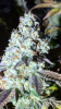 Screenshot_20190429-182525.png