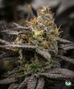 Blurkool - Day 44 quantum (1 of 1).jpg