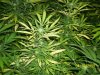 pot 006.jpg