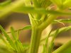grow journal 444.jpg