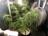 grow journal 446.jpg