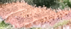 rust-fungus.PNG