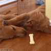 Sharing-is-caring.gif