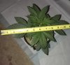 growth2.JPG