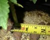 growth3.JPG