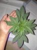 growth4.JPG