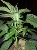 growth5.JPG