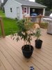 IMG_20190518_112114.jpg