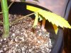 100_1481.JPG