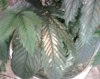 IMG00547.jpg
