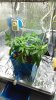 IMG_Veginfridge2.jpg