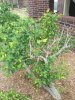 tree.jpg