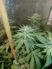 Icemud_indoor_strain_cannabis_marijuana_seed_grow (14).jpg