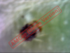 zoombeastie.png zoombeastie.png