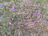 lawnflowers.jpeg