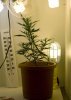 plant1.jpg
