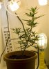 plant2.jpg