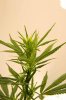 buds2.jpg