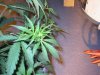 Big bud week 5 003.jpg