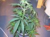 Big bud week 5 002.jpg