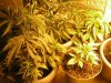 Big bud week 5 007.jpg