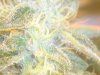 Overall Grow 002.JPG