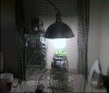 light.jpg