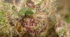 pink trichs 2.png