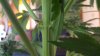 20190612_150136 Purple.jpg 20190612_150136 Purple.jpg