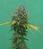 casper og day - Copy.jpg