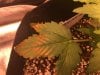 Plant 2.JPG Plant 2.JPG