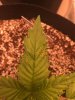 Plant 3.JPG
